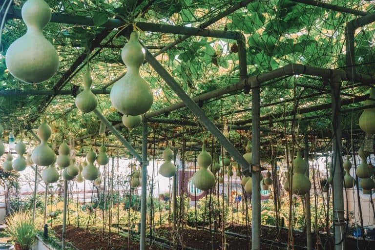 Green fruit hanging from a tree in Penang, Malaysia.