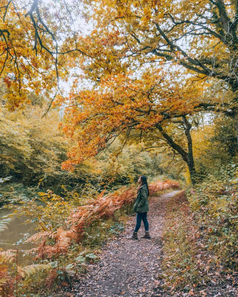 a person standing on a path in the woods at Four Seasons Hampshire.